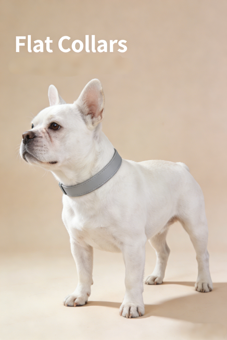 flat-usual-dog-collar
