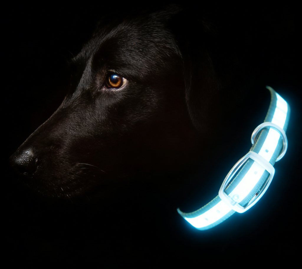 reflective-dog-collar